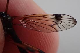 Attēlu rezultāti vaicājumam “Dictenidia bimaculata”