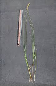 Attēlu rezultāti vaicājumam “Carex diandra leaf”