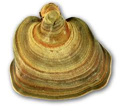 Attēlu rezultāti vaicājumam “Badhamia affinis var. microspora”