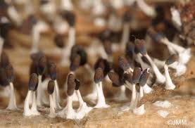 Attēlu rezultāti vaicājumam “Diachea leucopodia”