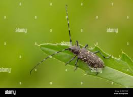 Attēlu rezultāti vaicājumam “Monochamus sutor”