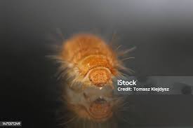 Attēlu rezultāti vaicājumam “Anthrenus sp. larva”