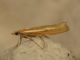 Attēlu rezultāti vaicājumam “Agriphila tristella”
