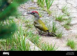 Attēlu rezultāti vaicājumam “Picus viridis”