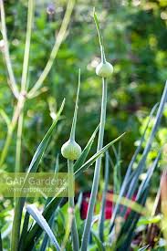 Attēlu rezultāti vaicājumam “Allium cepa bud”