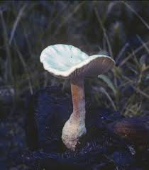 Attēlu rezultāti vaicājumam “Collybia tuberosa”