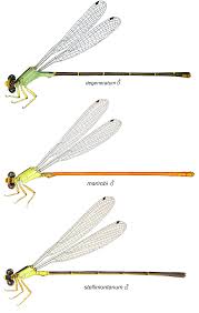 Attēlu rezultāti vaicājumam “Coenagrionidae”