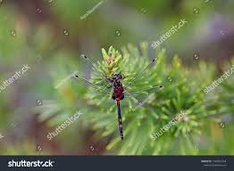 Attēlu rezultāti vaicājumam “Leucorrhinia rubicunda male”