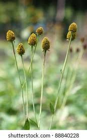 Attēlu rezultāti vaicājumam “Trifolium spadiceum flower”