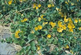 Image result for Lysimachia nummularia