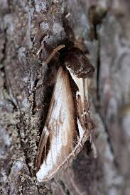 Attēlu rezultāti vaicājumam “Pheosia gnoma”