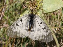 Attēlu rezultāti vaicājumam “Parnassius mnemosyne underside”
