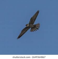 Attēlu rezultāti vaicājumam “Falco subbuteo adult”