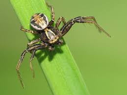 Attēlu rezultāti vaicājumam “Xysticus bifasciatus”