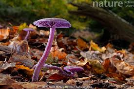 Attēlu rezultāti vaicājumam “Laccaria amethystina”