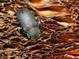 Attēlu rezultāti vaicājumam “Bolitophagus reticulatus imago”