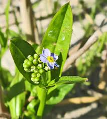 Attēlu rezultāti vaicājumam “Oenothera rubricauli leaf”