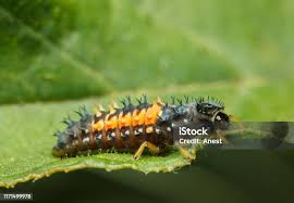 Attēlu rezultāti vaicājumam “Psyllobora vigintiduopunctata larva”