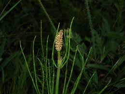 Attēlu rezultāti vaicājumam “Equisetum palustre”