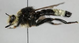 Attēlu rezultāti vaicājumam “Laphria gibbosa”