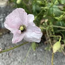 Image result for Papaver rhoeas