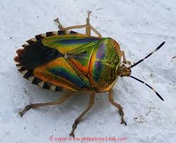 Attēlu rezultāti vaicājumam “Heteroptera”