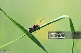 Attēlu rezultāti vaicājumam “Cantharis fusca larva”