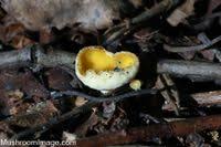 Attēlu rezultāti vaicājumam “Sowerbyella radiculata”