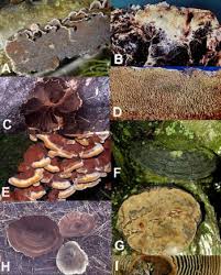 Attēlu rezultāti vaicājumam “Phellinus”
