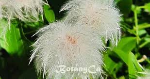 Attēlu rezultāti vaicājumam “Clematis fruit”