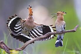 Attēlu rezultāti vaicājumam “Upupa epops adult”