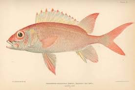 Image result for Holocentrus adscensionis