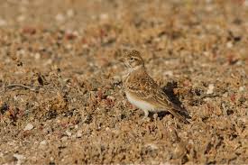 Image result for Calandrella rufescens