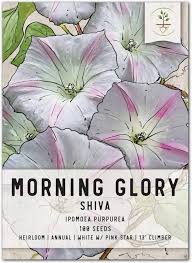 Image result for Ipomoea purpurea