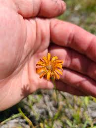 Image result for Agoseris major