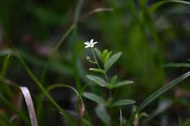 Attēlu rezultāti vaicājumam “Moehringia lateriflora flower”