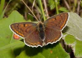 Attēlu rezultāti vaicājumam “Lycaena tityrus female”