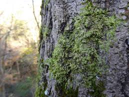 Attēlu rezultāti vaicājumam “Radula complanata sporophyte”