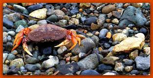 Image result for Metacarcinus magister