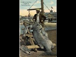 Image result for Stereolepis gigas