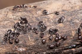 Attēlu rezultāti vaicājumam “Diderma subviridifuscum macro”