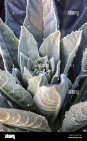 Attēlu rezultāti vaicājumam “Verbascum densiflorum leaf”
