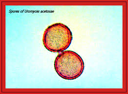 Attēlu rezultāti vaicājumam “Urocystis anemones spores”