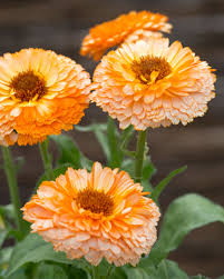 Attēlu rezultāti vaicājumam “Calendula officinalis flower”