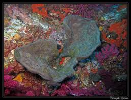 Attēlu rezultāti vaicājumam “Spongia”