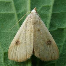 Attēlu rezultāti vaicājumam “Rivula sericealis”