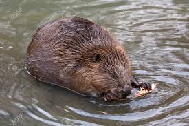 Image result for Castor fiber