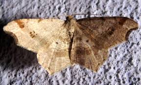 Attēlu rezultāti vaicājumam “Macaria alternata”