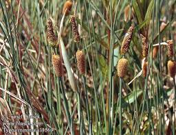 Image result for Rohrkolben