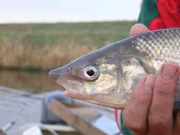 Image result for Coregonus oxyrinchus